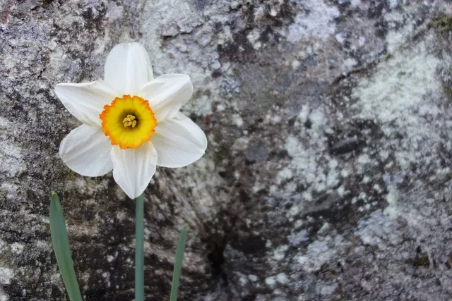 Daffodil