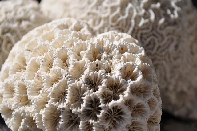 Coral