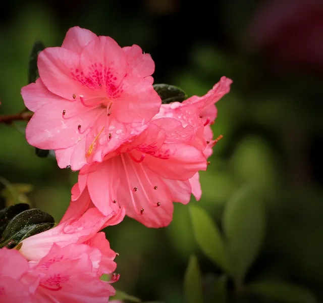 Light coral cotton