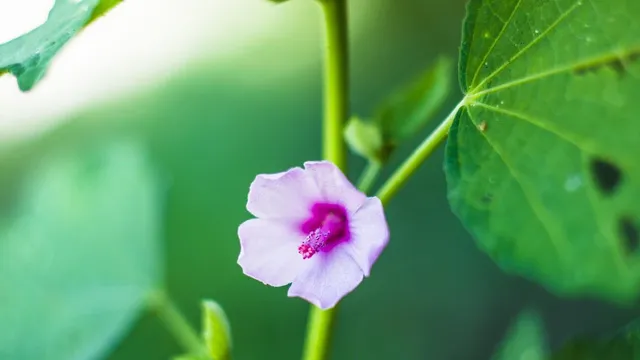 Grape