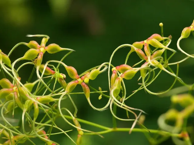 Botanical #1
