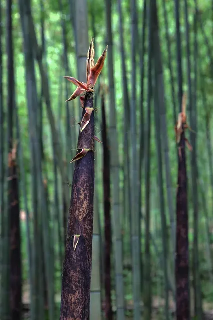 Blue Bamboo