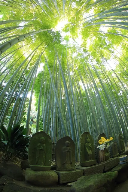 Soft green bamboo